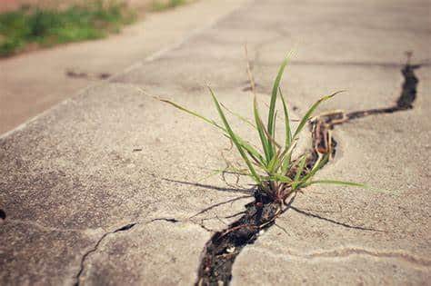 5 Tips To Repair Concrete Sidewalk Cracks In Coronado